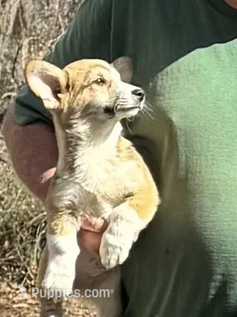 fawn boy, a male Pembroke Welsh Corgi for sale in Summerfield, NC – Photo 1 of 6
