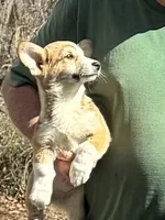 fawn boy, a male Pembroke Welsh Corgi for sale in Summerfield, NC – Photo 1 of 6