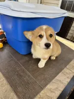 fawn boy, a male Pembroke Welsh Corgi for sale in Summerfield, NC – Photo 4 of 6