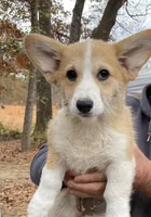 Fawn girl, a female Pembroke Welsh Corgi for sale in Summerfield, NC – Photo 2 of 2