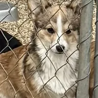 sable boy, a male Pembroke Welsh Corgi for sale in Summerfield, NC – Photo 4 of 4