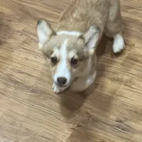 sable boy, a male Pembroke Welsh Corgi for sale in Summerfield, NC – Photo 2 of 4