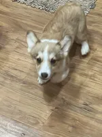 sable boy, a male Pembroke Welsh Corgi for sale in Summerfield, NC – Photo 2 of 4