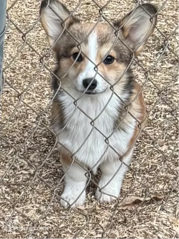 sable boy, a male Pembroke Welsh Corgi for sale in Summerfield, NC – Photo 3 of 4