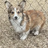 sable boy, a male Pembroke Welsh Corgi for sale in Summerfield, NC – Photo 1 of 4
