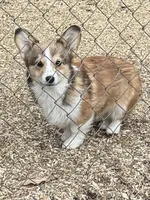 sable boy, a male Pembroke Welsh Corgi for sale in Summerfield, NC – Photo 1 of 4
