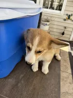 Fawn/sable girl, a female Pembroke Welsh Corgi for sale in Summerfield, NC – Photo 4 of 6