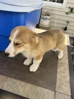Fawn/sable girl, a female Pembroke Welsh Corgi for sale in Summerfield, NC – Photo 5 of 6