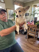 Fawn/sable girl, a female Pembroke Welsh Corgi for sale in Summerfield, NC – Photo 3 of 6