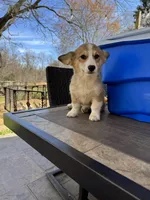 Fawn/sable girl, a female Pembroke Welsh Corgi for sale in Summerfield, NC – Photo 2 of 6
