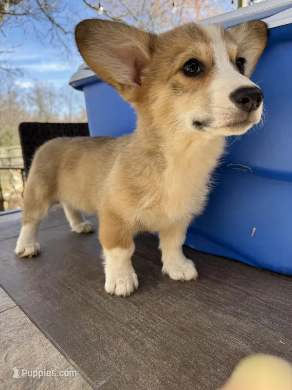 Fawn/sable girl, a female Pembroke Welsh Corgi for sale in Summerfield, NC – Photo 1 of 6