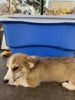 red and white boy, a male Pembroke Welsh Corgi for sale in Summerfield, NC – Photo 3 of 6