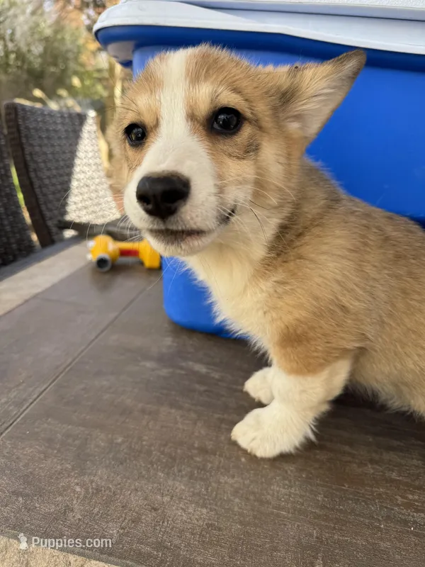red and white boy, a male Pembroke Welsh Corgi for sale in Summerfield, NC – Photo 1 of 6