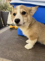 red and white boy, a male Pembroke Welsh Corgi for sale in Summerfield, NC – Photo 1 of 6