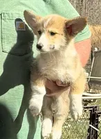 red and white boy, a male Pembroke Welsh Corgi for sale in Summerfield, NC – Photo 5 of 6