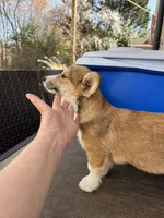 red and white boy, a male Pembroke Welsh Corgi for sale in Summerfield, NC – Photo 2 of 6