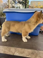 red and white boy, a male Pembroke Welsh Corgi for sale in Summerfield, NC – Photo 6 of 6