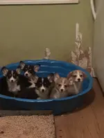 tri girl, a female Pembroke Welsh Corgi for sale in Summerfield, NC – Photo 2 of 4