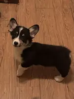 tri girl, a female Pembroke Welsh Corgi for sale in Summerfield, NC – Photo 1 of 4