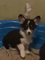 tri girl, a female Pembroke Welsh Corgi for sale in Summerfield, NC – Photo 3 of 4