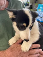 Tri boy, a female Pembroke Welsh Corgi for sale in Summerfield, NC – Photo 2 of 2