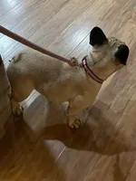 Esther, a female French Bulldog for sale in Summerfield, NC – Photo 2 of 3