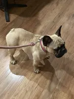 Esther, a female French Bulldog for sale in Summerfield, NC – Photo 3 of 3