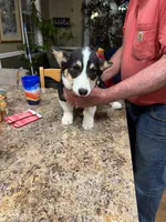 tri boy, a male Pembroke Welsh Corgi for sale in Summerfield, NC – Photo 4 of 4