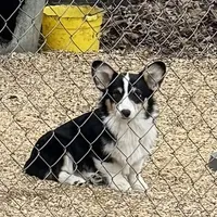tri boy, a male Pembroke Welsh Corgi for sale in Summerfield, NC – Photo 1 of 4