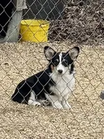 tri boy, a male Pembroke Welsh Corgi for sale in Summerfield, NC – Photo 1 of 4
