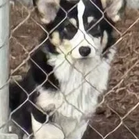 tri boy, a male Pembroke Welsh Corgi for sale in Summerfield, NC – Photo 4 of 4