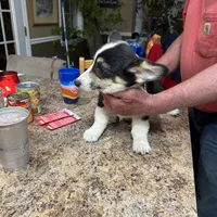 tri boy, a male Pembroke Welsh Corgi for sale in Summerfield, NC – Photo 3 of 4