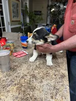 tri boy, a male Pembroke Welsh Corgi for sale in Summerfield, NC – Photo 3 of 4