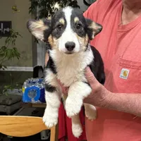 tri boy, a male Pembroke Welsh Corgi for sale in Summerfield, NC – Photo 2 of 4