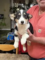 tri boy, a male Pembroke Welsh Corgi for sale in Summerfield, NC – Photo 2 of 4