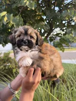 YouPickName , a female Mal Shi for sale in Dinuba, CA – 2 of 6