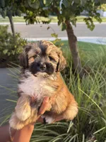 YouPickName , a female Mal Shi for sale in Dinuba, CA – 4 of 6