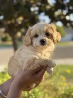 YouPickName , a female Mal Shi for sale in Dinuba, CA – 4 of 5