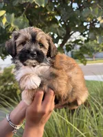 YouPickName , a female Mal Shi for sale in Dinuba, CA – 6 of 6