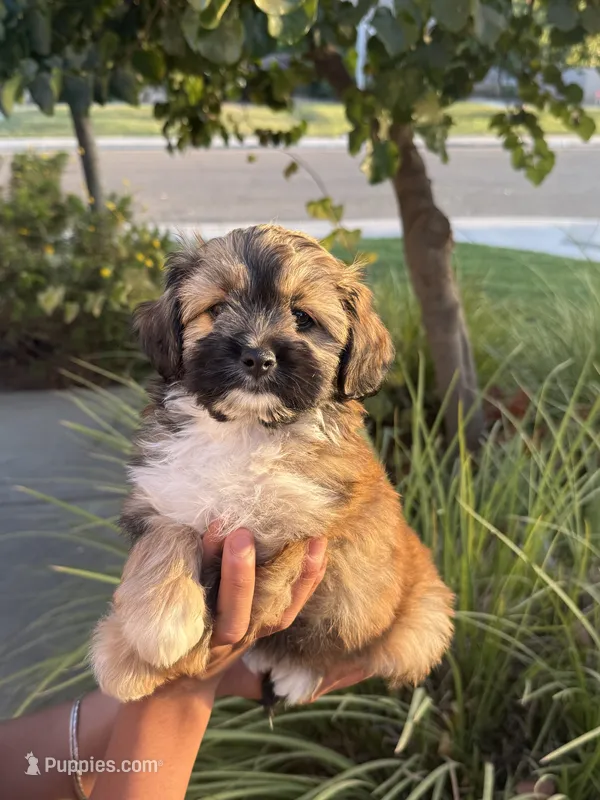 YouPickName  – Mal Shi puppy for sale in Dinuba, CA