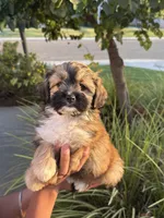 YouPickName , a female Mal Shi for sale in Dinuba, CA – 1 of 6