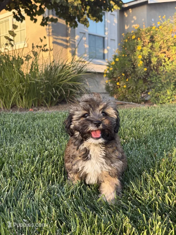 YouPickName  – Mal Shi puppy for sale in Dinuba, CA