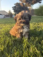 YouPickName , a male Mal Shi for sale in Dinuba, CA – 3 of 3