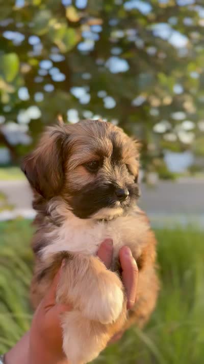 YouPickName , a female Mal Shi for sale in Dinuba, CA – 3 of 6