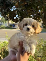 YouPickName , a female Mal Shi for sale in Dinuba, CA – 2 of 5