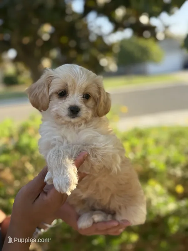 YouPickName  – Mal Shi puppy for sale in Dinuba, CA