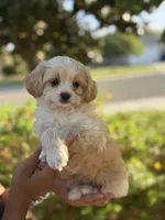 YouPickName , a female Mal Shi for sale in Dinuba, CA – 1 of 5