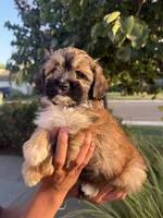 YouPickName , a female Mal Shi for sale in Dinuba, CA – 5 of 6