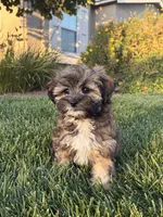 YouPickName , a male Mal Shi for sale in Dinuba, CA – 2 of 3