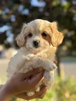 YouPickName , a female Mal Shi for sale in Dinuba, CA – 5 of 5